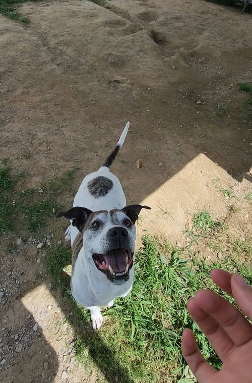 Tyson, photo 4