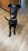 adoptable Dog in evansville, IN named Scarlett