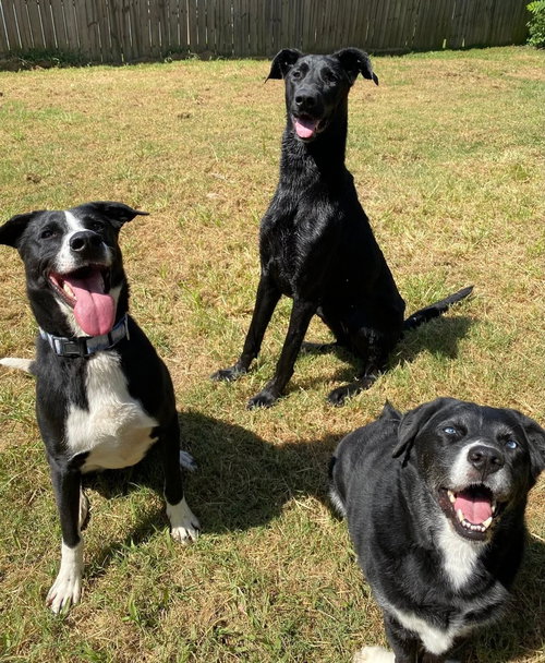 SCARLETT - Great Dane / Labrador Retriever available for adoption