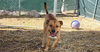 adoptable Dog in evansville, IN named Annie