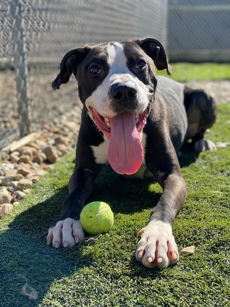 adoptable Dog in Evansville, IN named Odin