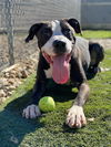 adoptable Dog in  named Odin