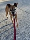 adoptable Dog in evansville, IN named Violet