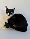 adoptable Cat in evansville, IN named Azul