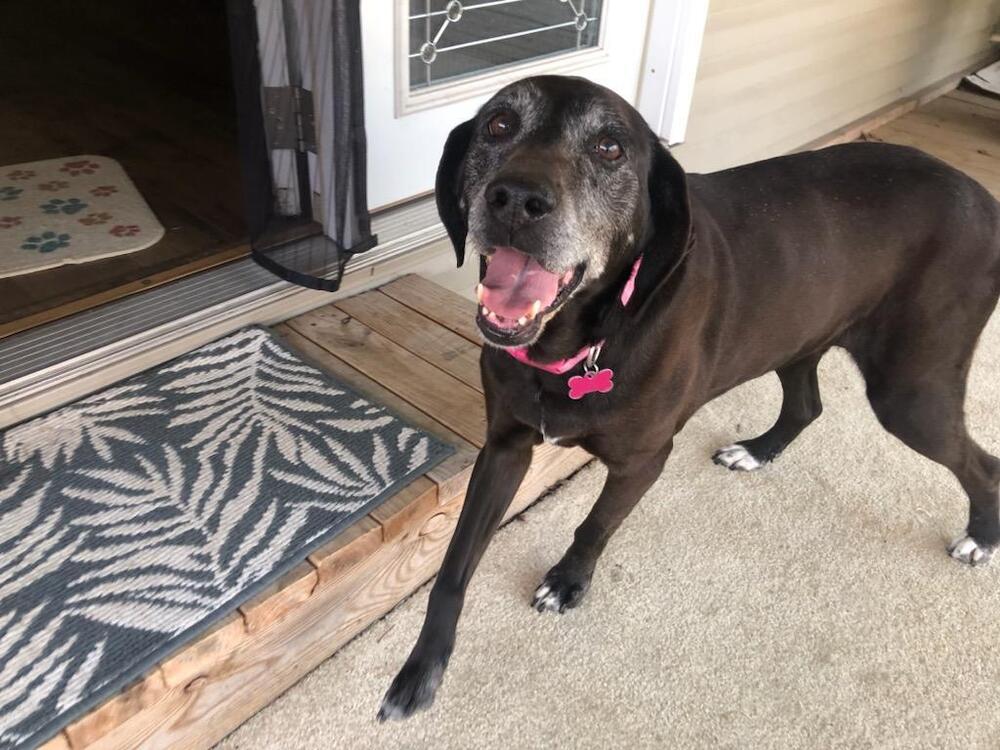 adoptable Dog in Evansville, IN named Cider