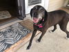 adoptable Dog in evansville, IN named Cider