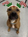 adoptable Dog in  named Journey