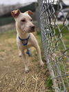 adoptable Dog in  named Lumpre