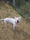 adoptable Dog in  named Mayo