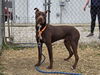 adoptable Dog in evansville, IN named Chief