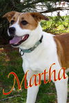 adoptable Dog in Evansville, IN named Martha