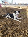 adoptable Dog in Evansville, IN named Kennedy