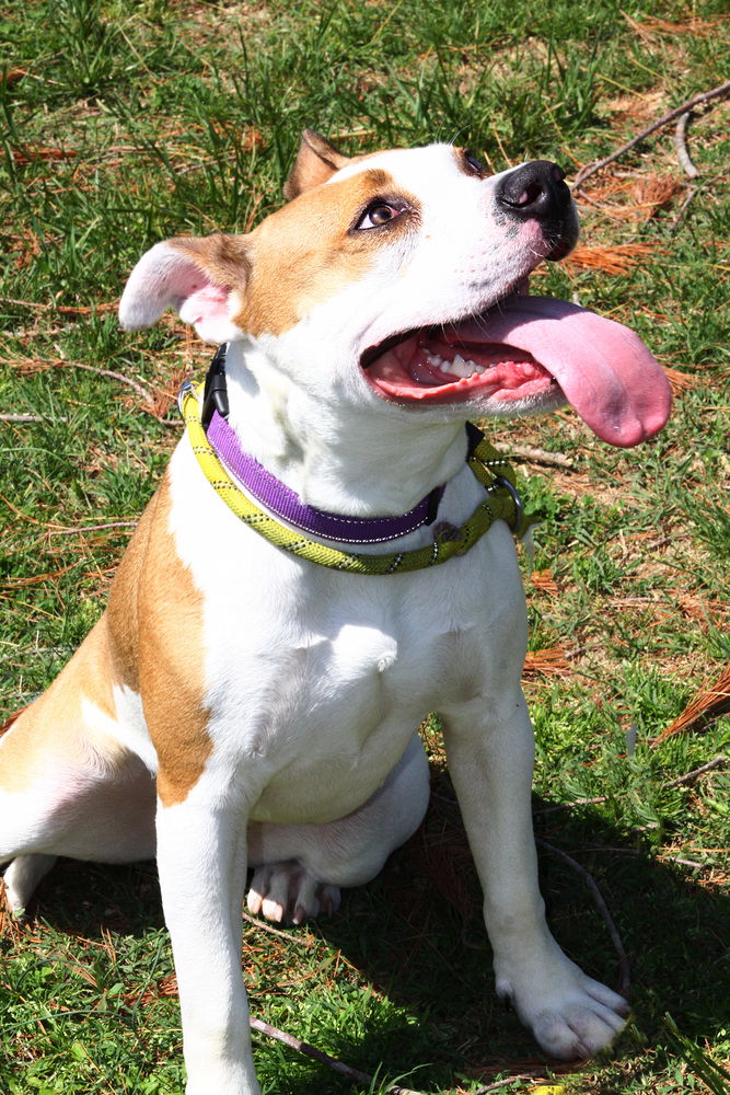 adoptable Dog in Evansville, IN named Gabriella