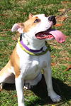 adoptable Dog in  named Gabriella