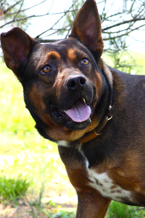picture of the dog needing adoption