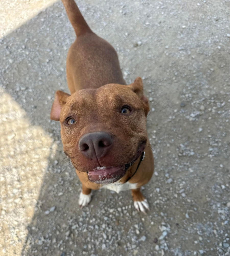 adoptable Dog in Evansville, IN named Zeytina