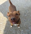 adoptable Dog in evansville, IN named Zeytina