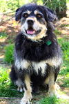 adoptable Dog in Evansville, IN named Bear