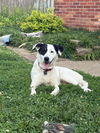 adoptable Dog in evansville, IN named Darcy