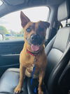 adoptable Dog in  named Nia