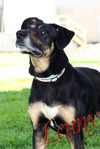adoptable Dog in  named Lenny