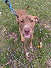 adoptable Dog in evansville, IN named Peaches