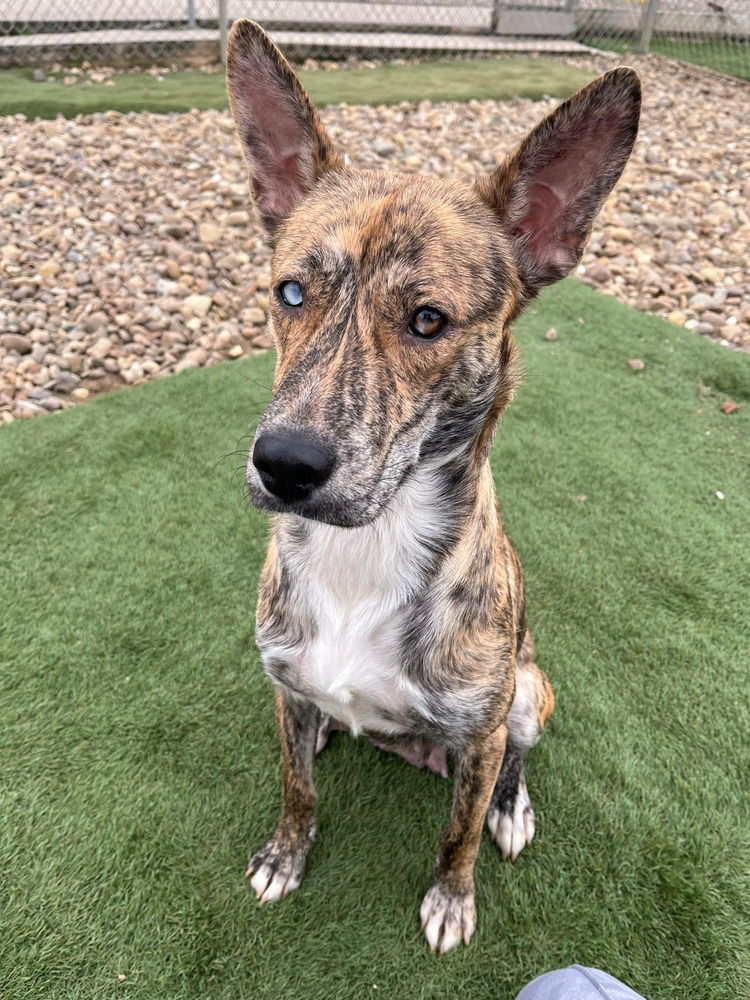 adoptable Dog in Evansville, IN named Juno