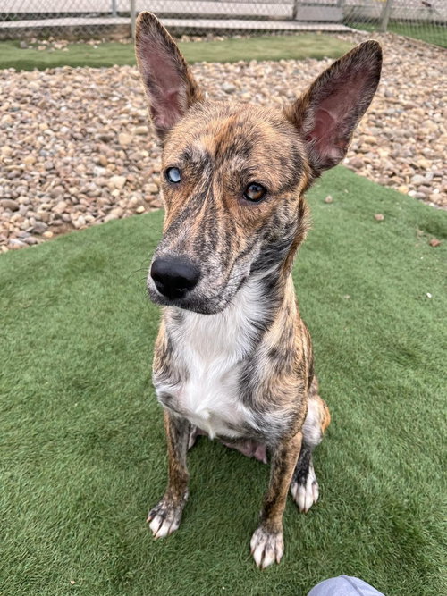 JUNO - Terrier available for adoption