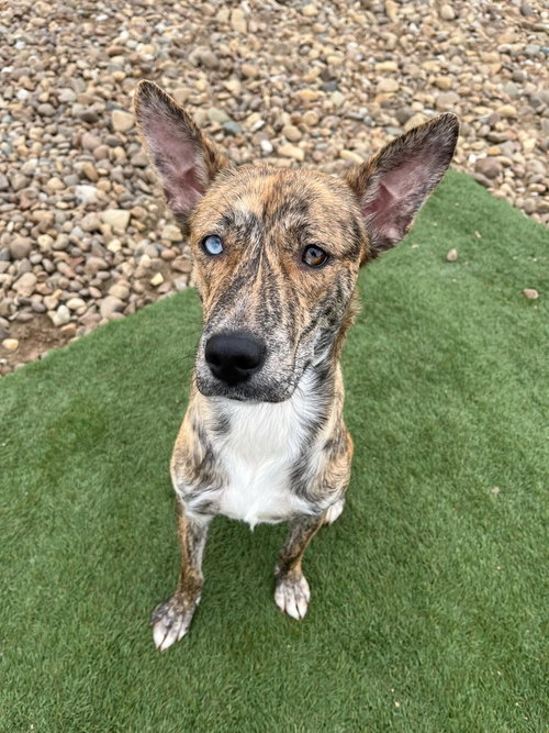 JUNO - Terrier available for adoption