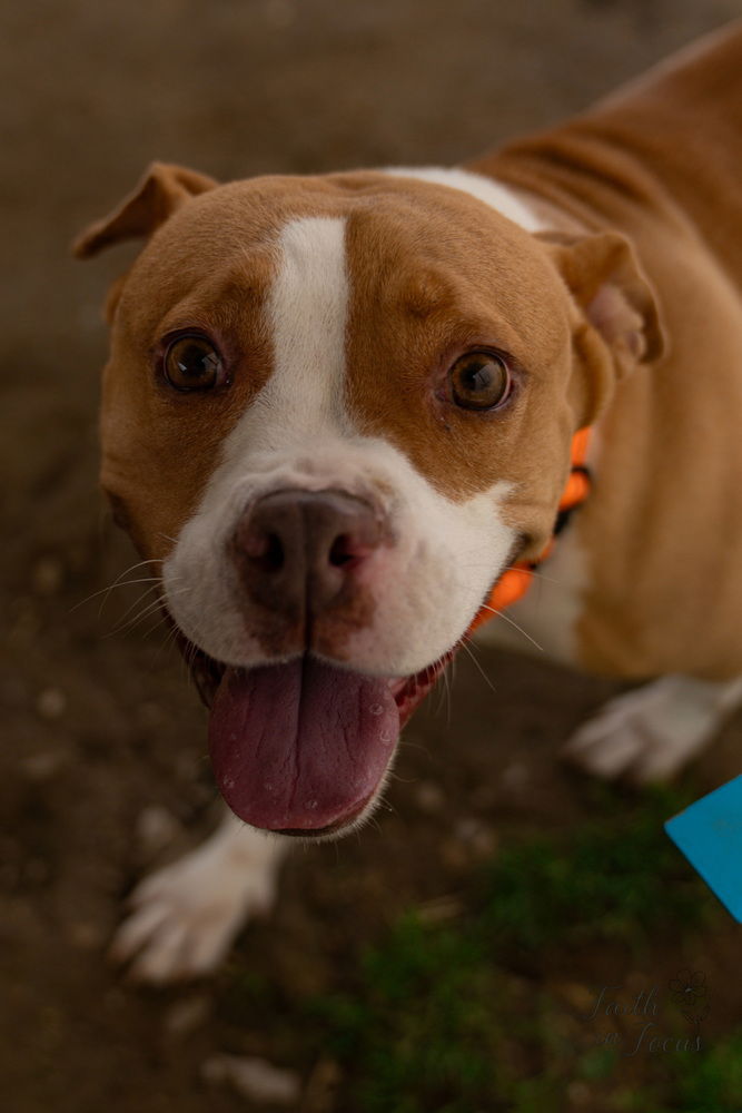 adoptable Dog in Evansville, IN named Hazel