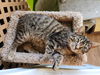 adoptable Cat in evansville, IN named Embassy