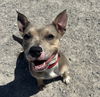 adoptable Dog in  named Mika (MÄ«-Kuh)