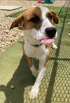 adoptable Dog in evansville, IN named Tamera