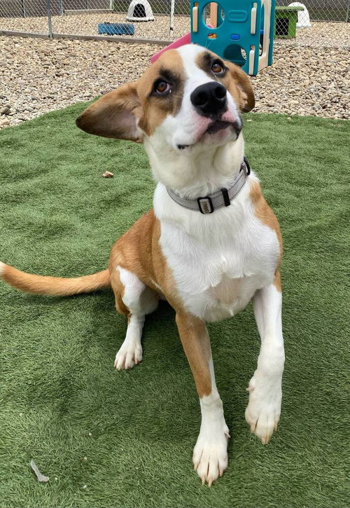 TAMERA - Terrier available for adoption