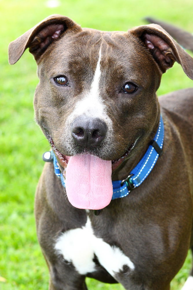 adoptable Dog in Evansville, IN named Daisy Leah