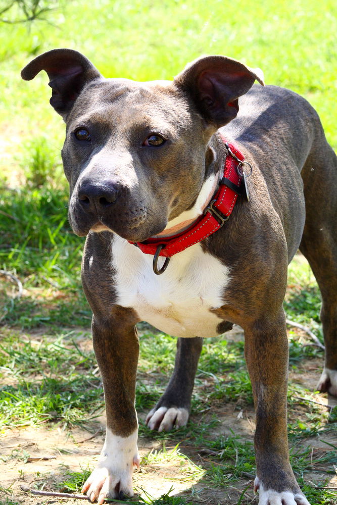 adoptable Dog in Evansville, IN named Caroline