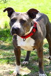 adoptable Dog in evansville, IN named Caroline