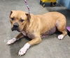 adoptable Dog in evansville, IN named Sophie