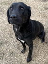 adoptable Dog in evansville, IN named Charlee