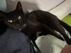 adoptable Cat in evansville, IN named Shadow