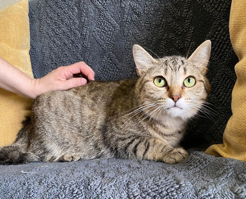 adoptable Cat in Evansville, IN named Pinky