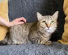 adoptable Cat in evansville, IN named Pinky