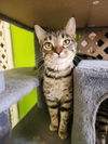adoptable Cat in Evansville, IN named Kitty Bea