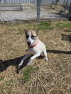 adoptable Dog in Evansville, IN named Jayde