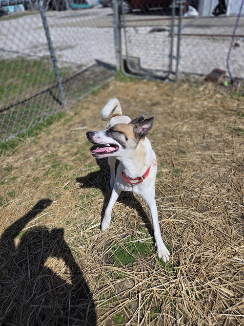 JAYDE - Husky / Terrier available for adoption