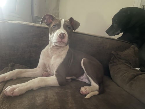 picture of the dog needing adoption