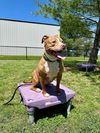adoptable Dog in evansville, IN named Vixie