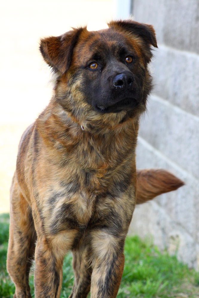 adoptable Dog in Evansville, IN named Beau