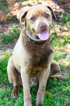 adoptable Dog in evansville, IN named Brownie