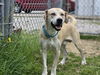 adoptable Dog in  named Junius